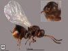 Gall Wasp