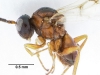 Gall Wasp