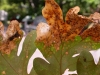 Leaf die off from Gall Wasp
