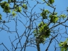 Tree damage