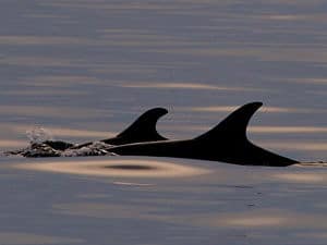 157_1dolphinsatsunset_opt-300x225