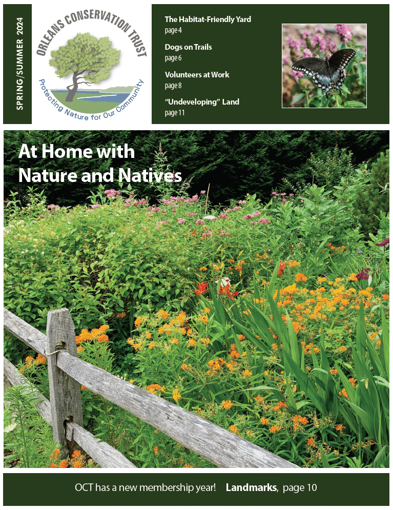 Cover of Spring Summer 2024 Newsletter