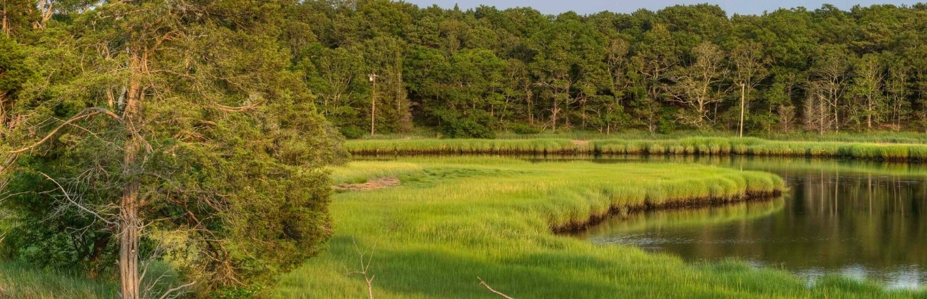 Green trees and a green marsh next to calm water