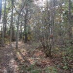Woods