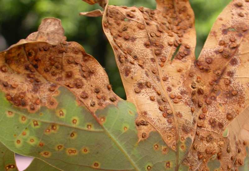 Jumping_Oak_Galls1179