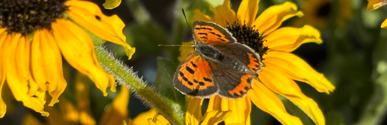 A brown and orange butterfly on a brown and yellow flower.