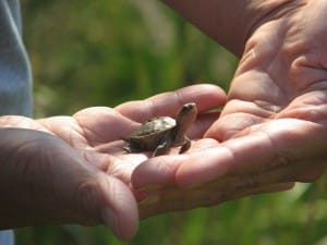 Terrapin Turtle