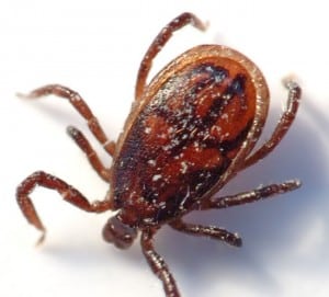 Tick_male_(aka)