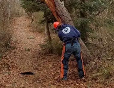 person working in a wooded area