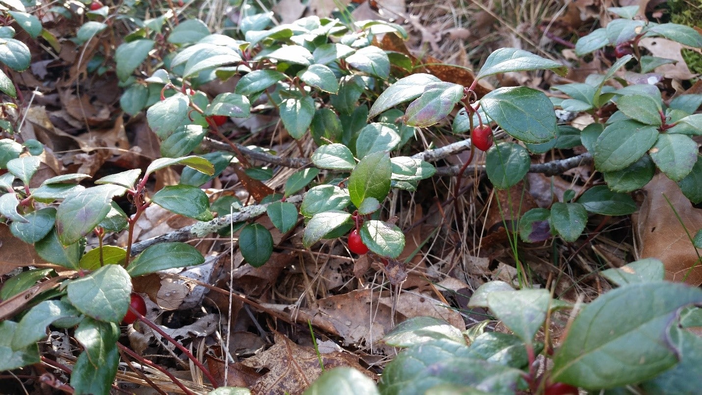 bakers pond plants
