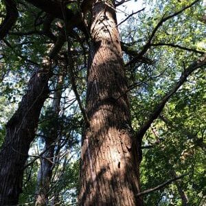 Christian Property - Trail