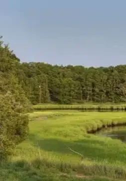 Grassy wetland with trees in the background