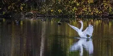 White bird on a calm lake