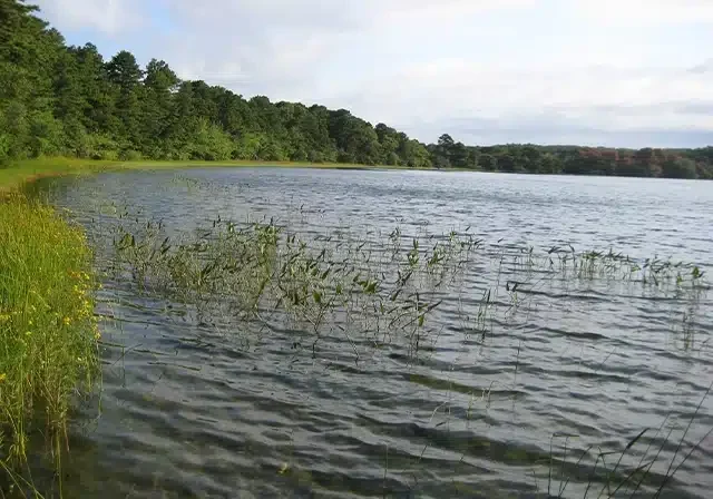 Lake with trees along the shoreline