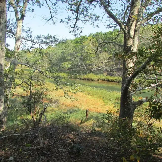 Wooded wetland with trees and marsh grasses