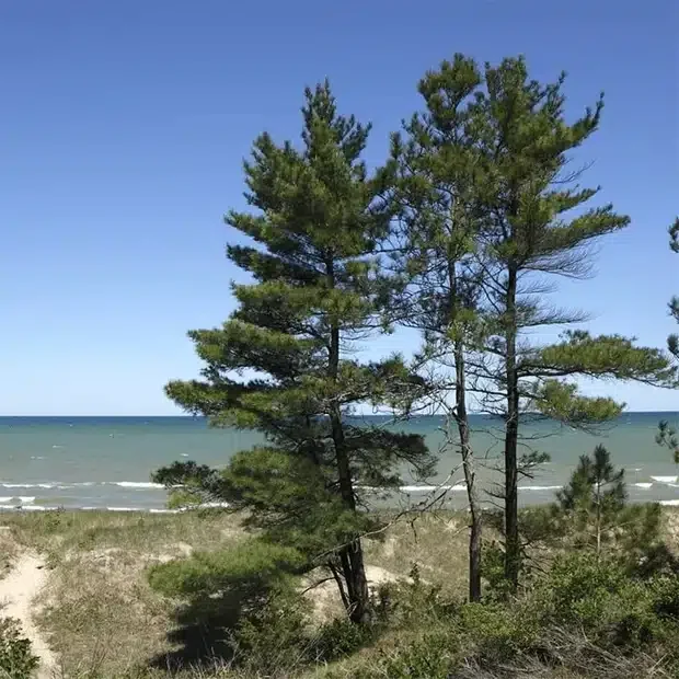 Several pine trees on a sandy dune in front of the ocean