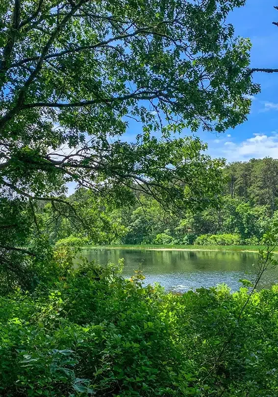 Lake surrounded by trees and lush greenery