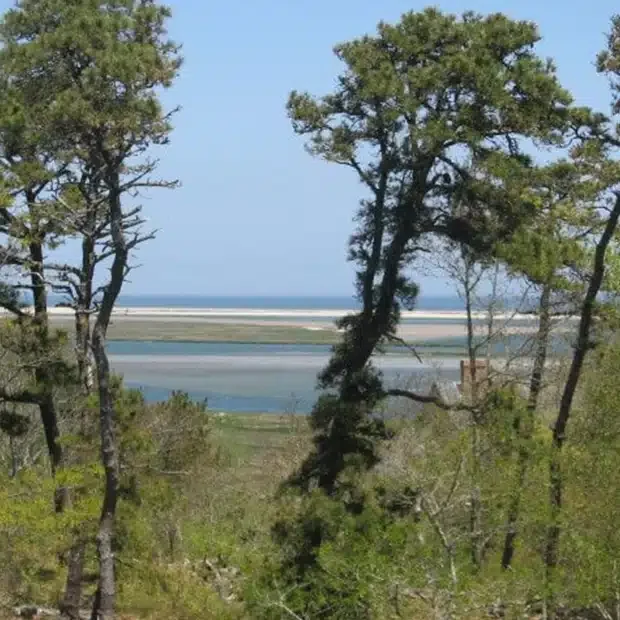Coastal landscape with trees and water in the distance