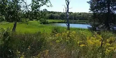 Pond surrounded by trees and wildflowers
