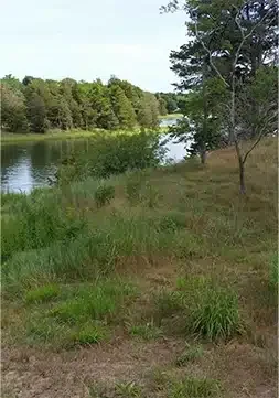 Peaceful pond surrounded by trees and native grasses