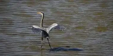 Bird standing in shallow water