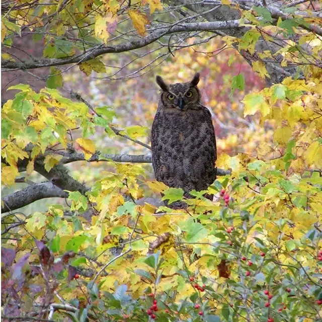 Great horned owl