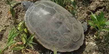 A brown turtle with a diamond pattern on its shell, on sandy soil with a few blades of grass.