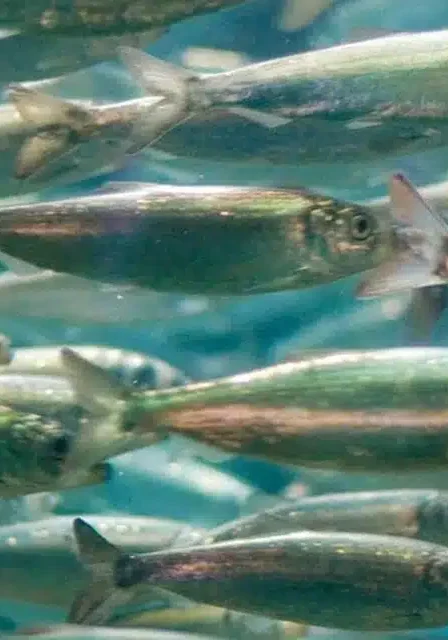 fish swimming underwater