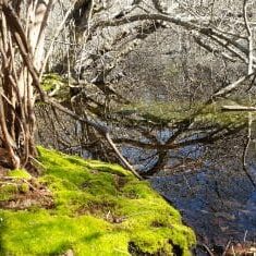 woods cove - trail