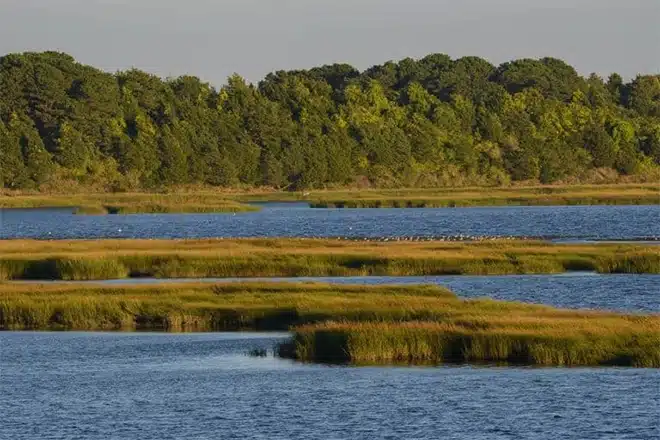 Coastal marsh with water and trees in the background
