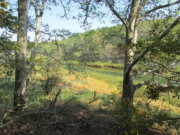 Wooded wetland with trees and marsh grasses