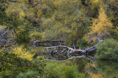 A dead tree leans over a still pond, surrounded by green and yellow leaves