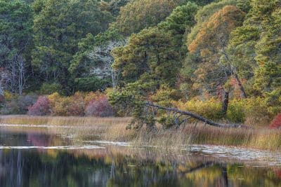Twings Pond Conservation Area, Orleans Conservation Trust, MA