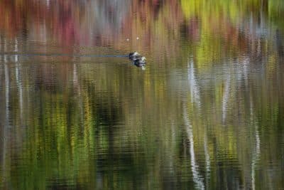 Meadow Bog Pond, Orleans Conservation Trust, Cape Cod, MA