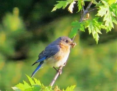 gallery-wildlife-00004
