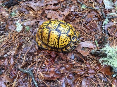 gallery-wildlife-00005
