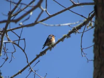 gallery-wildlife-00007