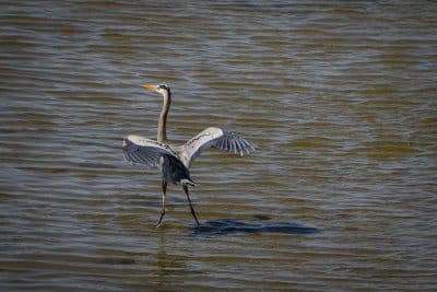 Ardea herodias , Cape Cod National Seashore, MA