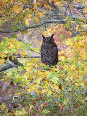 Owl sitting on a tree branch, surrounded by yellow and green leaves and red berries