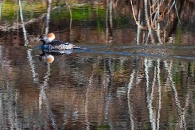 A female hooded merganser swims on a pond