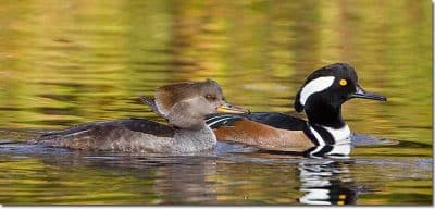 A female and a male hooded merganser swim on a pond.