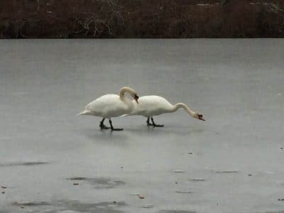 Two white swans walk across a frozen pond