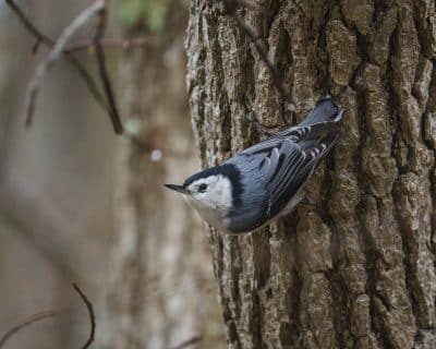 A blue, black, and white bird clings to the bark of a tree