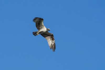 An osprey with a white and brown underside flies through the air