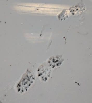 Animal tracks in snow