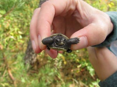 A hand holds a baby diamondback terrapin