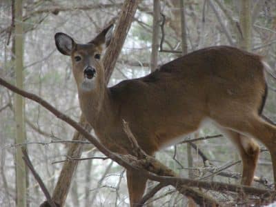 Brown deer