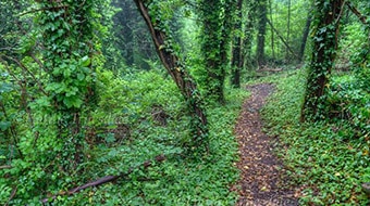 Verdant, thriving jungle filled with lush greenery.