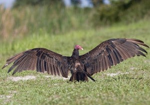 turkey_vulture_3