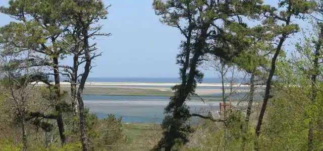 Coastal landscape with trees and marshland view